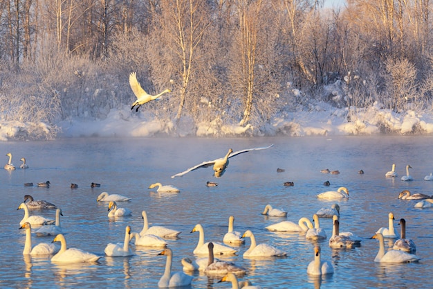 Weiße Singschwäne fliegen über den frostfreien Wintersee. Altai, Russland.