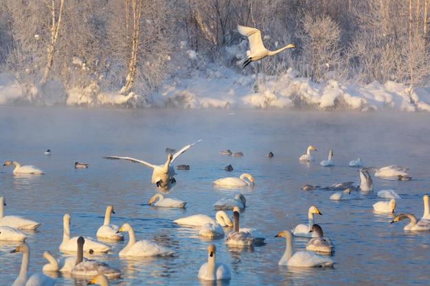 Weiße Singschwäne fliegen über den frostfreien Wintersee. Altai, Russland.