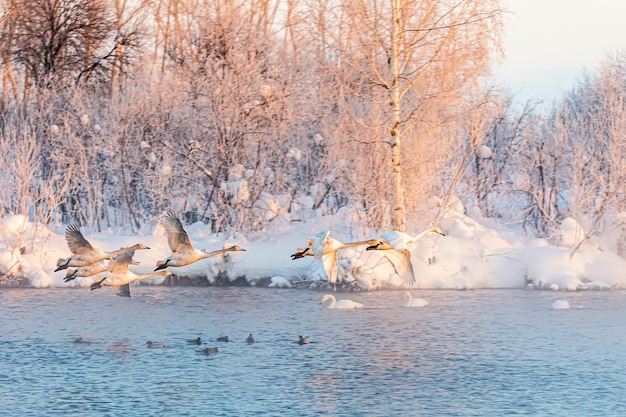 Weiße Singschwäne fliegen über den frostfreien Wintersee. Altai, Russland.