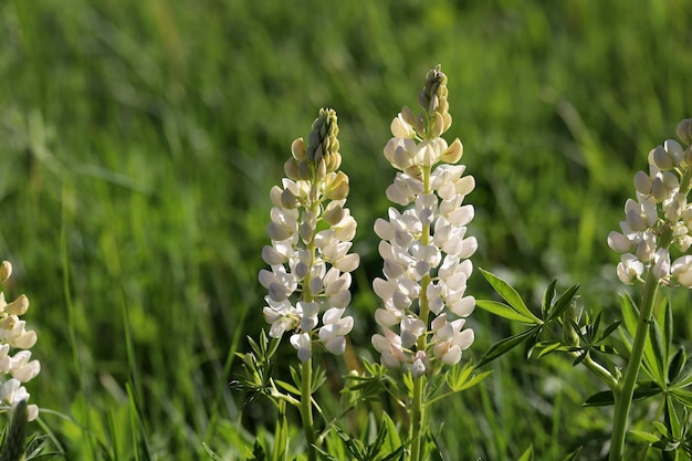 Weiße Sommerwiese blüht Lupinen