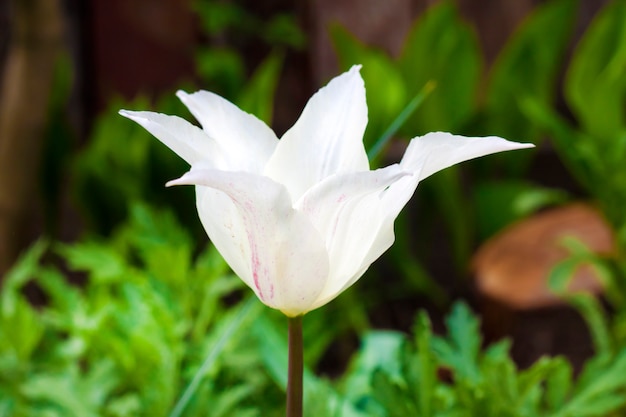 Weiße sortenreine Tulpennahaufnahme auf grünem Laub