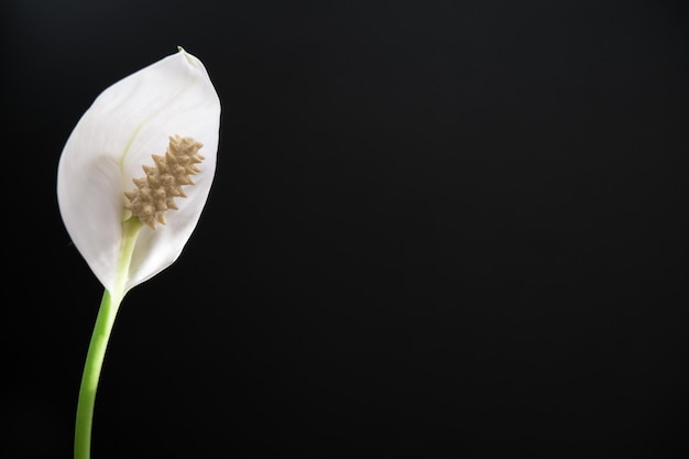 Weiße Spathiphyllum-Blume auf schwarzem Hintergrund