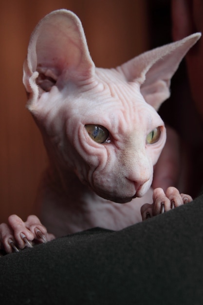 Weiße Sphynx-Katzenporträt-Nahaufnahme