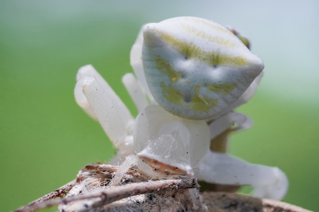 weiße Spinne, die Schmetterling isst