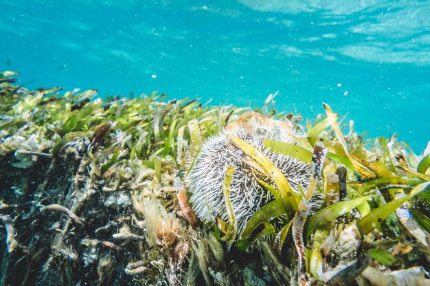 Weiße stachelige Seeigel Nahaufnahme Unterwasseransicht