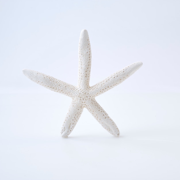 Weiße Starfish auf weißem Hintergrund