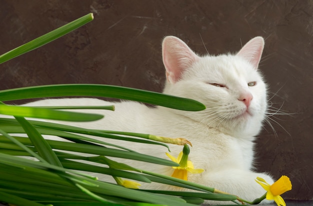 Weiße süße Katze in Blumen. auf einem braunen hintergrund.