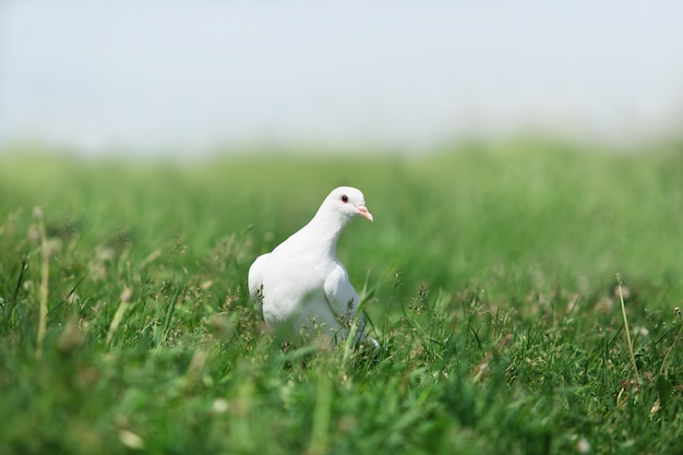 Weiße Taube, die im hohen grünen Gras läuft