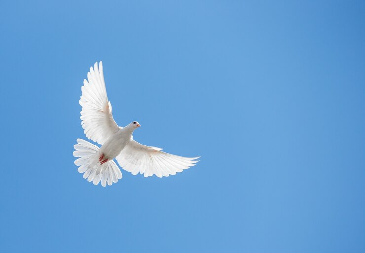 Weiße Taube fliegt in den Himmel