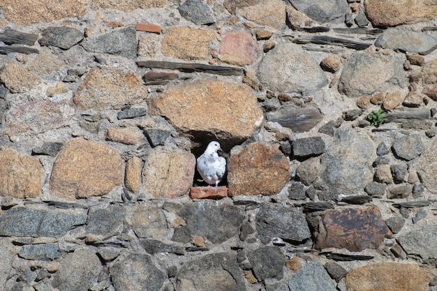 Weiße Taube im Nest ein Loch in der Steinwand