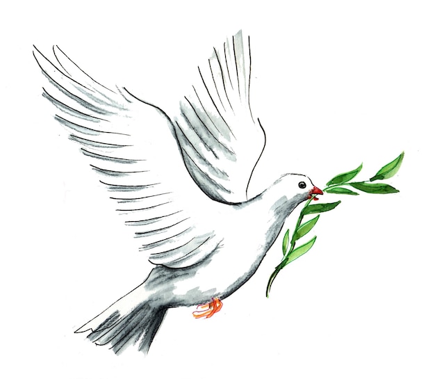 Weiße Taube mit Ölzweig. Tusche- und Aquarellzeichnung