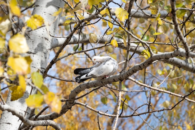 Weiße Taube sitzt auf einem Ast. Schöne Taube. Herbst. Wilde Natur