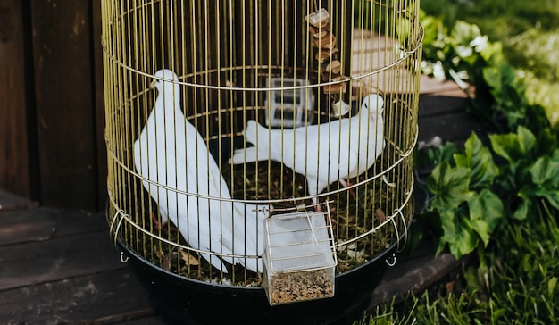 Weiße Tauben in einem goldenen Käfig bei einer Hochzeit auf dem Rasen