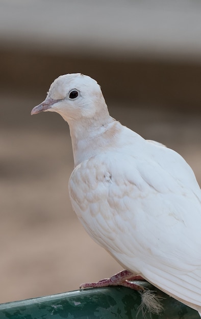 weiße Tauben Taube sitzt auf einem Ast