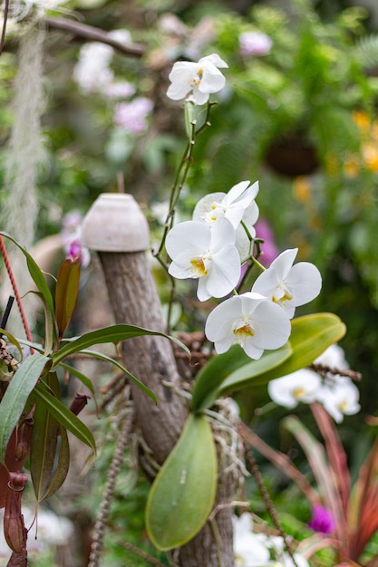 Weiße Tigerorchideenblumen mit flachem DOF