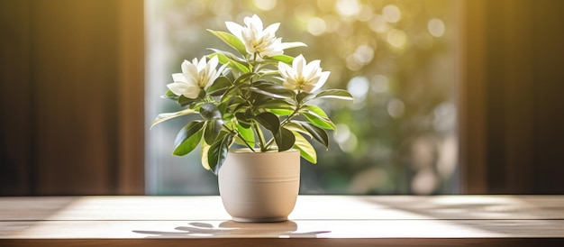 Weiße Topfpflanze auf einem Holztisch unter Sonnenlicht