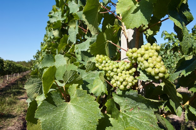 Weiße Trauben im Weinberg