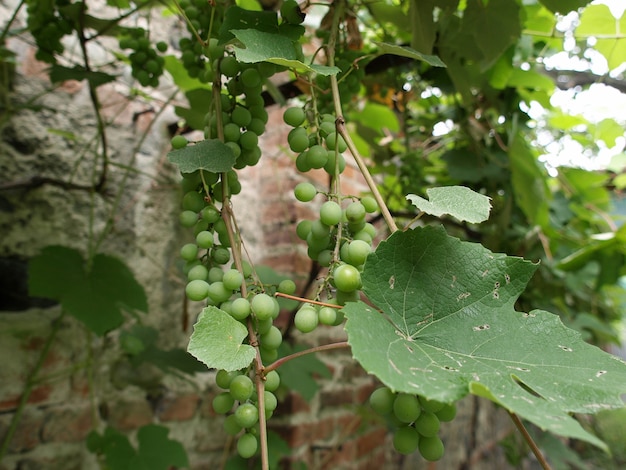 Weiße Traubenfrucht