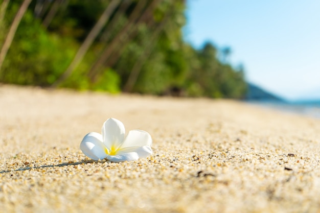 Weiße tropische Frangipani-Blume auf einem verlassenen Strand. Paradies tropische Insel direkt am Meer