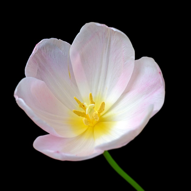 Foto weiße tulpe lokalisiert auf schwarzem hintergrund