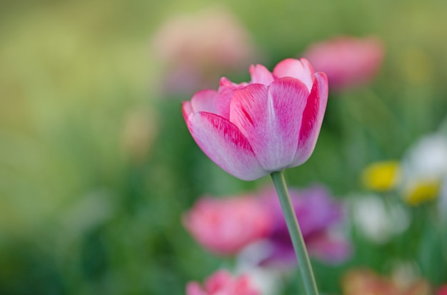 Weiße Tulpe mit rosa Streifen