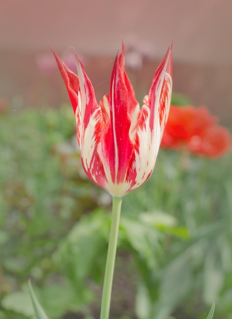 Weiße Tulpe mit roten Streifen im Garten Zweifarbige rot-weiße Tulpe Weiß mit rotem Streifen auf Blütenblatttulpe