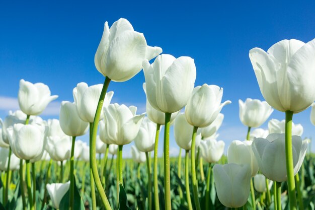 Weiße Tulpen auf blauem Himmel des Hintergrundes. Frische Frühlingskomposition