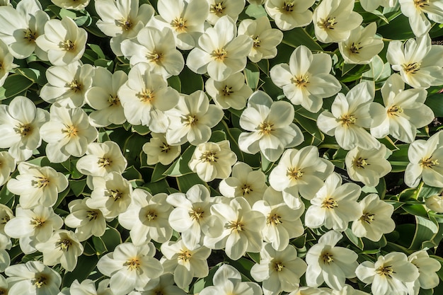 Weiße Tulpen auf der Oberseite