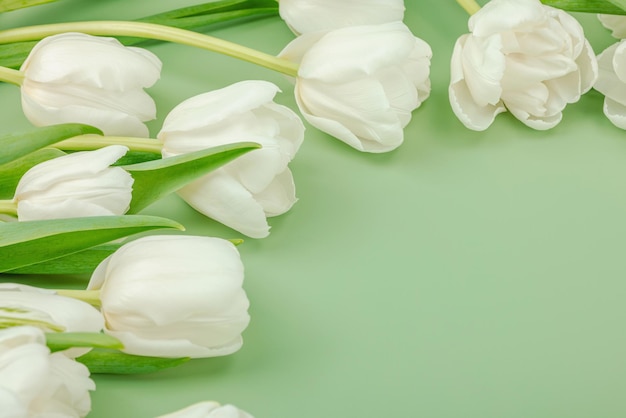 Weiße Tulpen auf einem pastellgrünen Hintergrund Blütenblumen fes