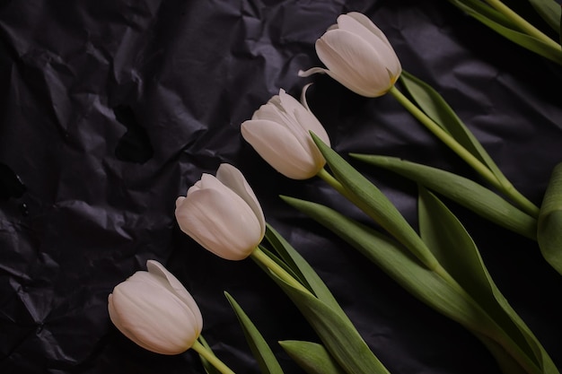 Weiße Tulpen auf schwarzem Hintergrund Tulpen Frühlingsblumen Foto von Blumen auf einer Postkarte