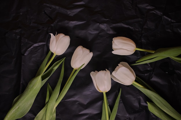 Weiße Tulpen auf schwarzem Hintergrund Tulpen Frühlingsblumen Foto von Blumen auf einer Postkarte