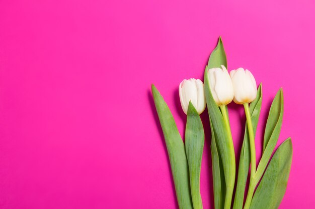 Weiße Tulpen blüht in Folge auf purpurrotem Hintergrund