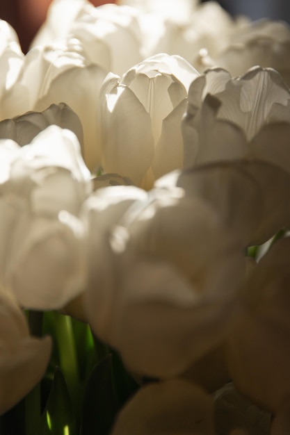 Foto weiße tulpen im sonnenlicht, nahaufnahme