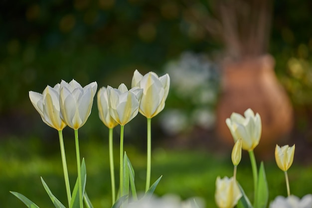 Weiße Tulpen in meinem Garten Schöne weiße Tulpen in meinem Garten im frühen Frühling