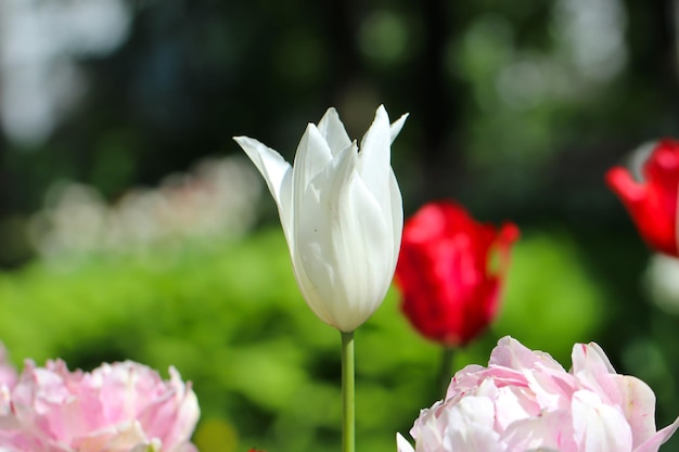 weiße tulpen mit schönem verschwommenem blumenstraußhintergrund