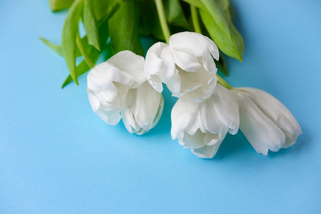 weiße Tulpenblüten auf blauer Oberfläche