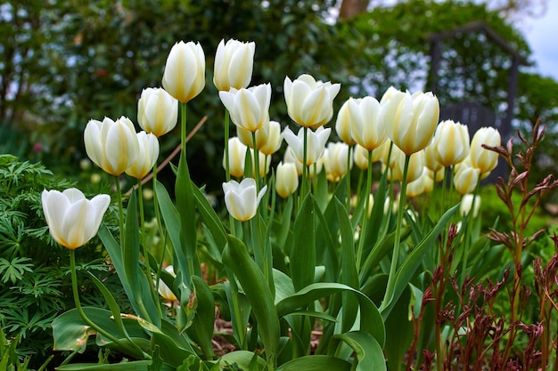 Weiße Tulpenblumen, die in einem Garten wachsen Schöne blühende Pflanzen, die beginnen, auf einem Feld oder Wald zu blühen Hübsche Flora, die im Frühling auf einer Wiese auf dem Land blüht und sprießt