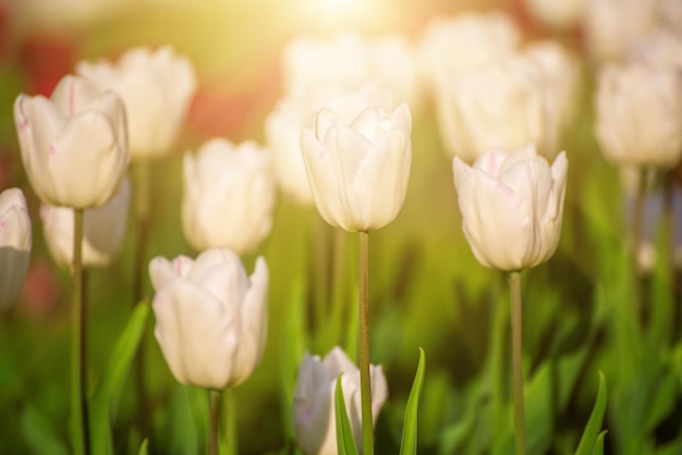 Weiße Tulpenblumen