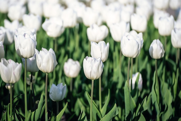 Weiße Tulpenblumen