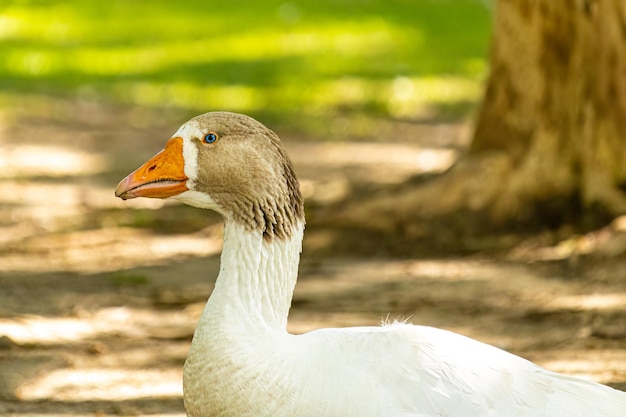 Weiße und braune Gans, die die Kamera betrachtet Grüner und brauner Hintergrund