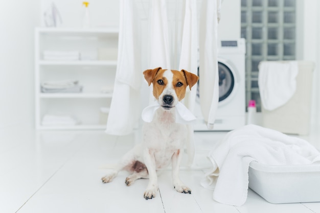 Weiße und braune Hundebisse wuschen das Leinen, das am Wäschetrockner hängt