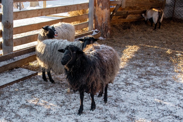 Weiße und braune Schafe im Winter auf dem Hof