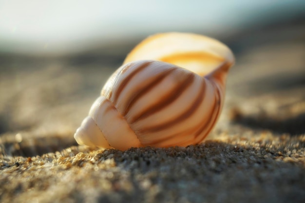 Weiße und braune Schneckenmuschel auf einem Strandsand