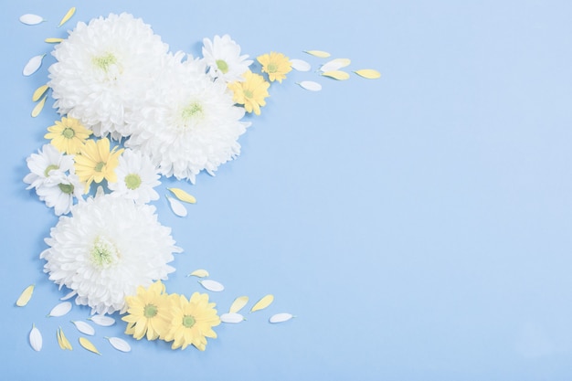 Weiße und gelbe chrysantheme auf blauer papieroberfläche