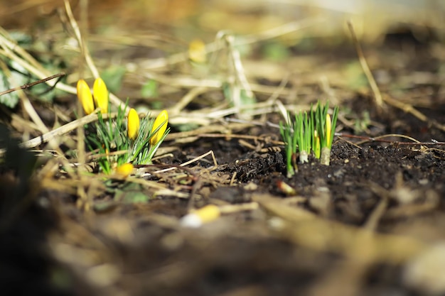 Weiße und gelbe Krokusse auf dem Land im Frühjahr. Helle Frühlingsblumen. Frische fröhliche Pflanzen blühten. Die jungen Sprossen.