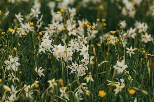 Weiße und gelbe Narzissen blühen im Frühling im Freien. Nahaufnahme