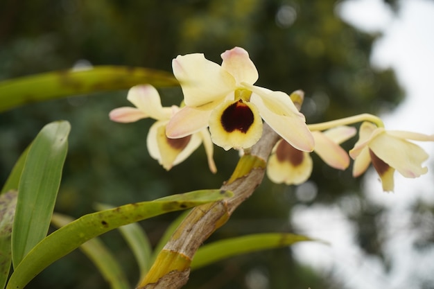 weiße und gelbe Orchidee in einem Zweig im Garten