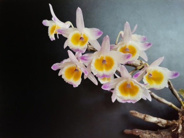 Foto weiße und gelbe orchideen