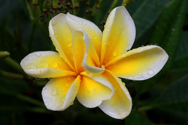 Weiße und gelbe Plumeria-Blüten auf einem Baum, der auch als kambodschanische Blume bekannt ist