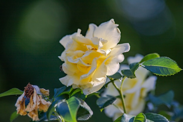 Weiße und gelbe Rosen Nahaufnahme auf grünem Hintergrund.